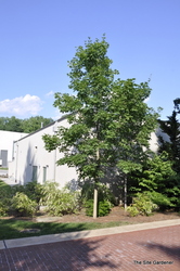 Acer saccharum 'Steeple' — photo 1